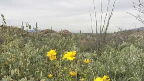 Watch: What's your bloom IQ?